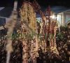 5th Muharram 2009 | Juloos
